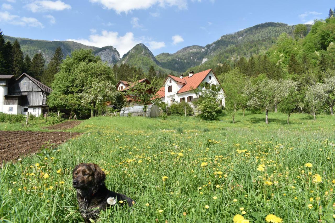 Villa Turisticna Kmetija Stoglej à Luče Extérieur photo